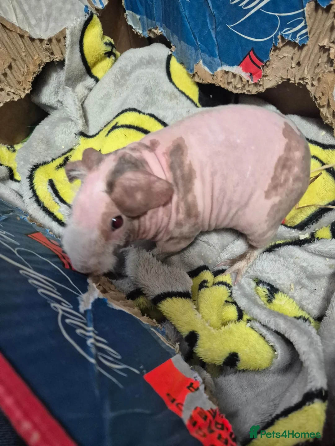 Guinea Pig rodents for sale: BARGAIN Pair of Baby Male Skinny Pigs For Sale  - Advert 9