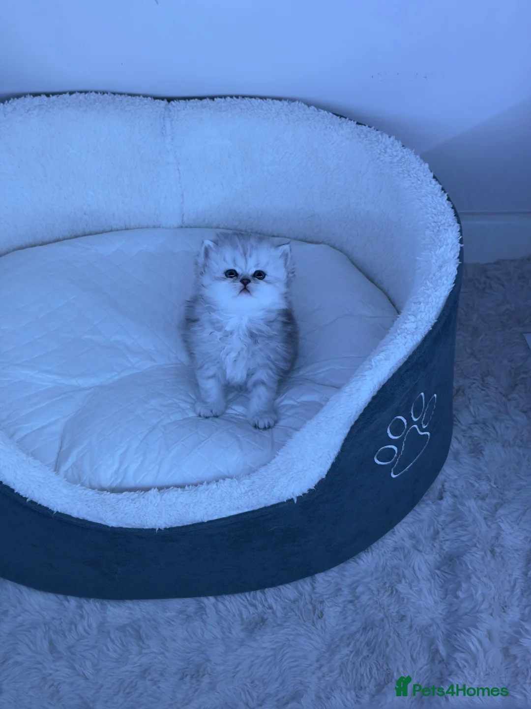 Persian cats for sale: Persian chinchilla kittens  - Advert 36