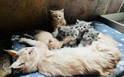 Maine Coon cats for sale: 1 Cream Boy Available. Ready Now.  - Image 14