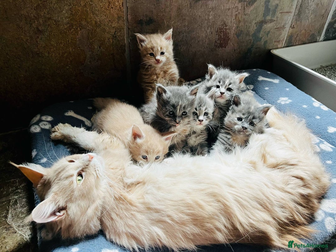 Maine Coon cats for sale: 1 Cream Boy Available. Ready Now.  - Image 14