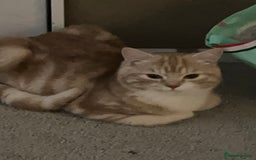 Mixed Breed cats for sale: Indoor, Half Persian Cat – Ideal for a Quiet Home - Image 7