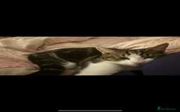 Mixed Breed cats for sale: Beautiful 2 year old female cat - Image 6