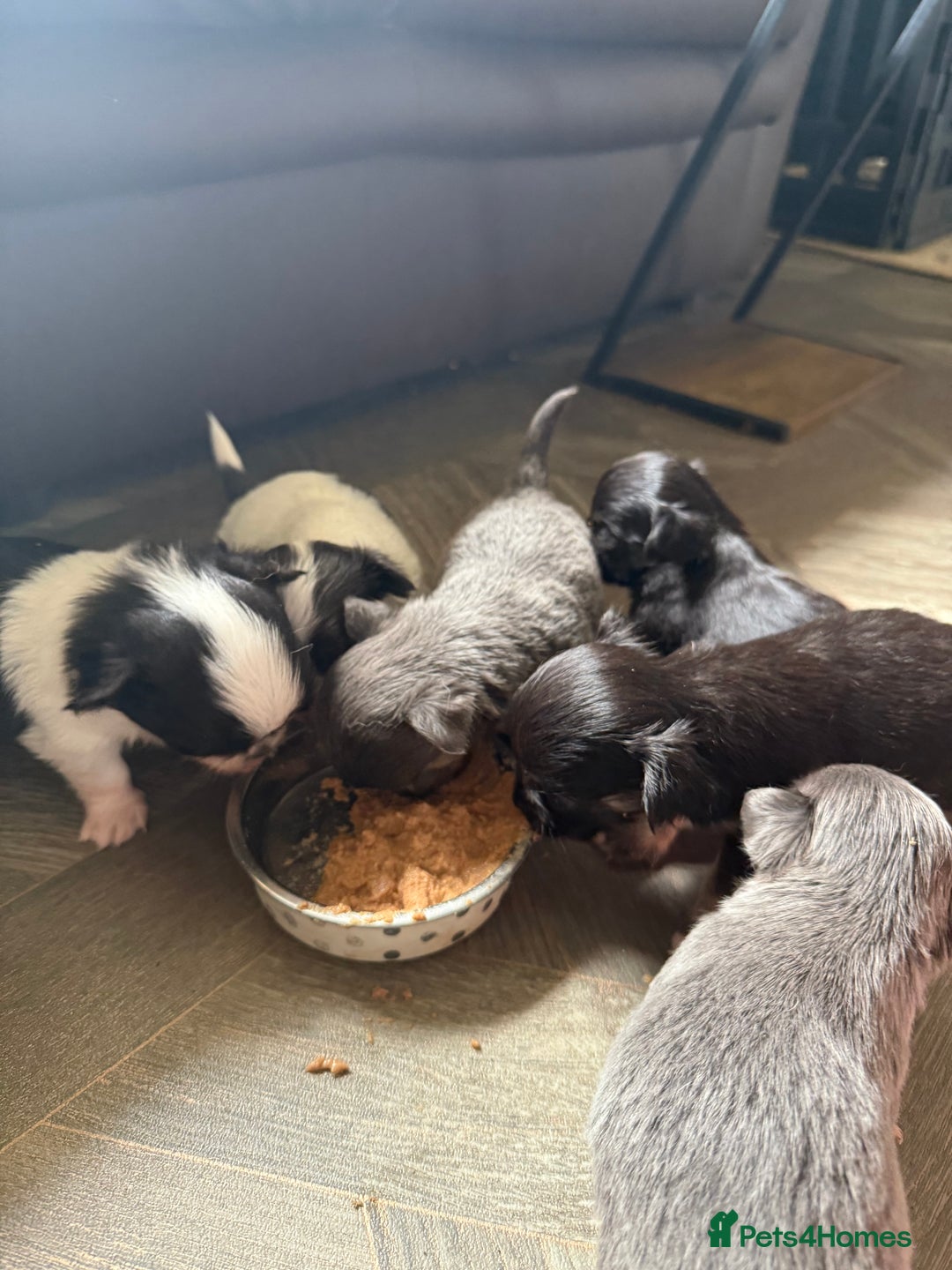 Chihuahua dogs for sale: Outstanding long haired Chihuahua puppy!! - Image 6