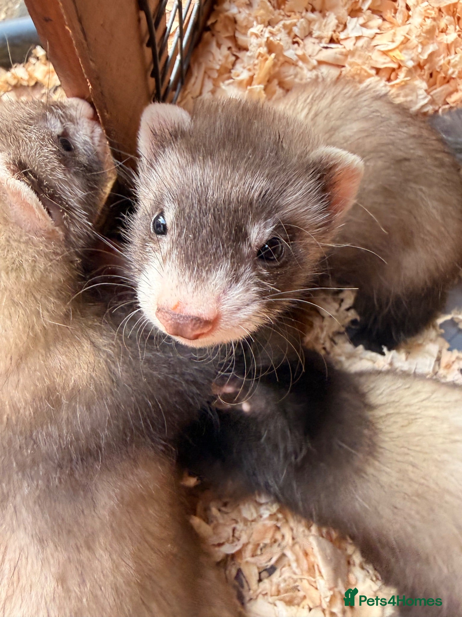 Ferret rodents Ferrets for sale Jill’s and hobs - Advert 3