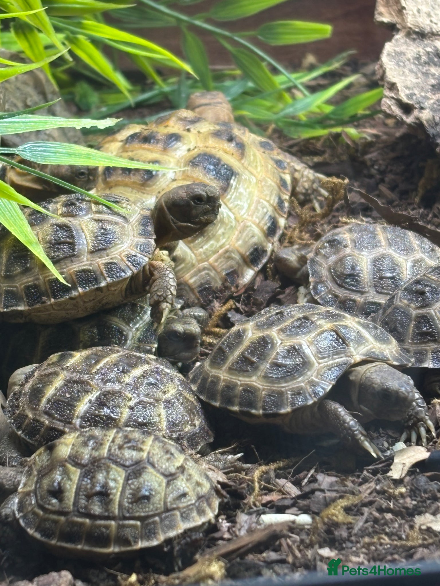 Tortoise reptiles for sale: Baby Horsfield Tortoises for sale - Advert 1