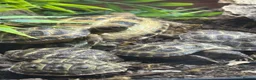Tortoise reptiles for sale: Baby Horsfield Tortoises for sale - Advert 1