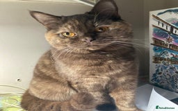 British Shorthair cats for sale: BSH lilac male - Image 5