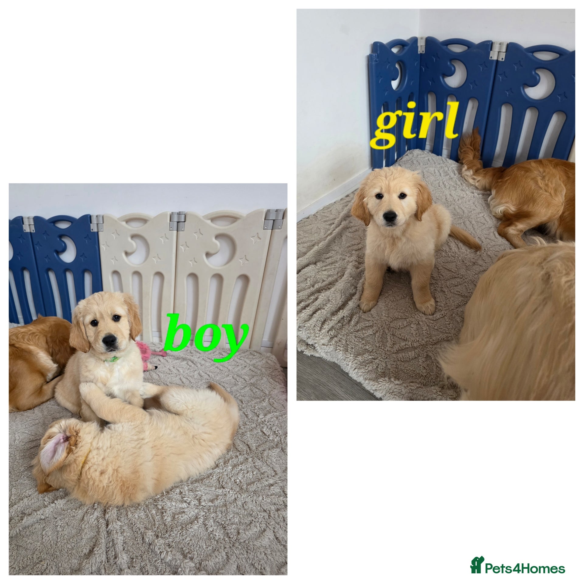 Golden Retriever dogs Golden retriever puppy ready go home 🥰 - Advert 5