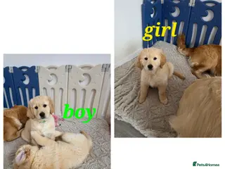Golden Retriever dogs Golden retriever puppy ready go home 🥰 - Advert 5