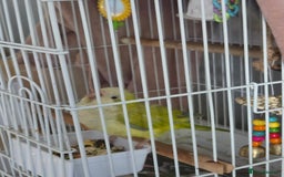 Parakeets birds for sale: Opaline Quaker parrot - Image 3