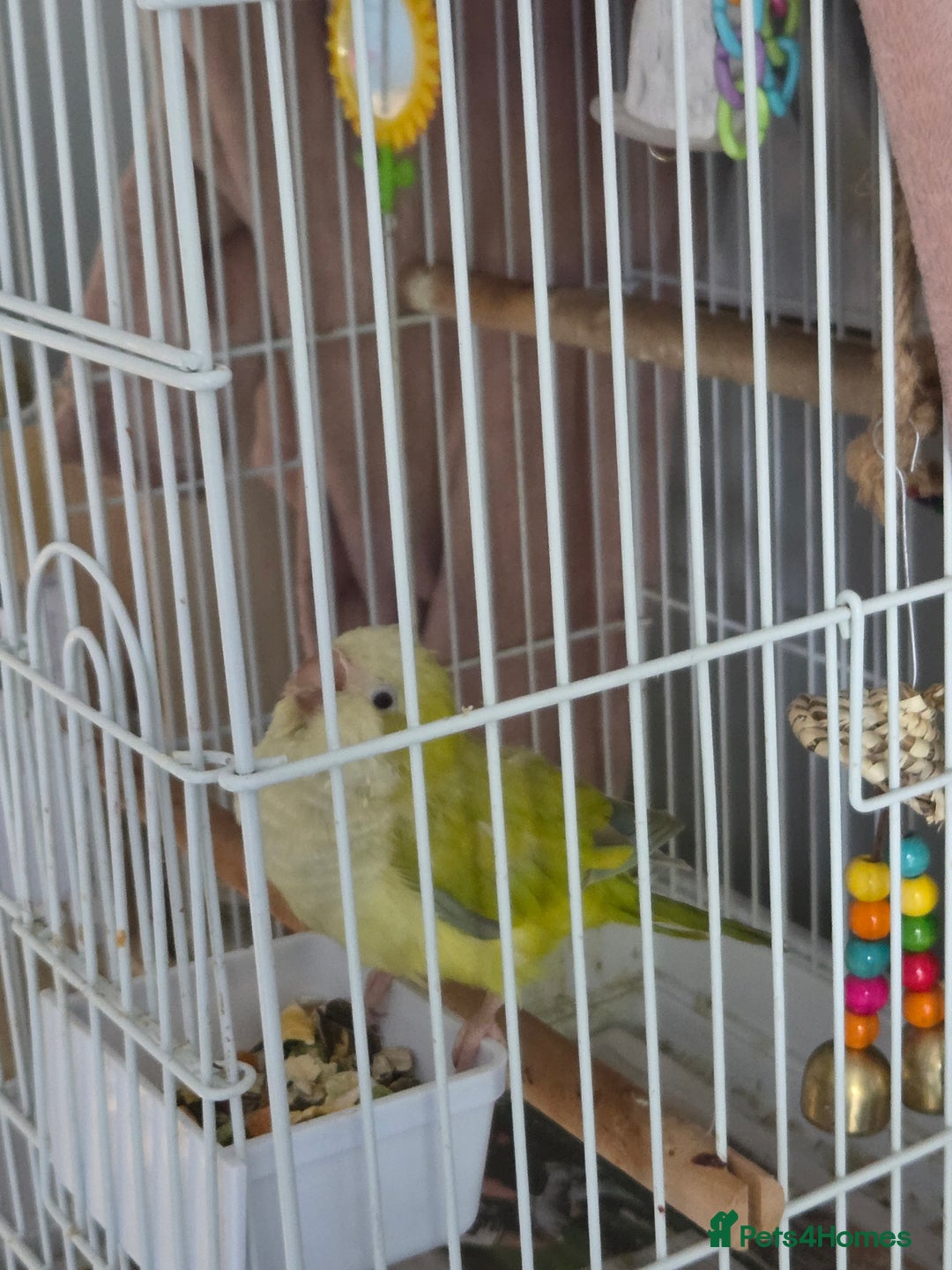 Parakeets birds for sale: Opaline Quaker parrot - Image 3