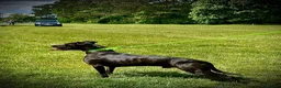Lurcher dogs for sale: Stunning pups. Beautifully bred lurchers - Advert 2