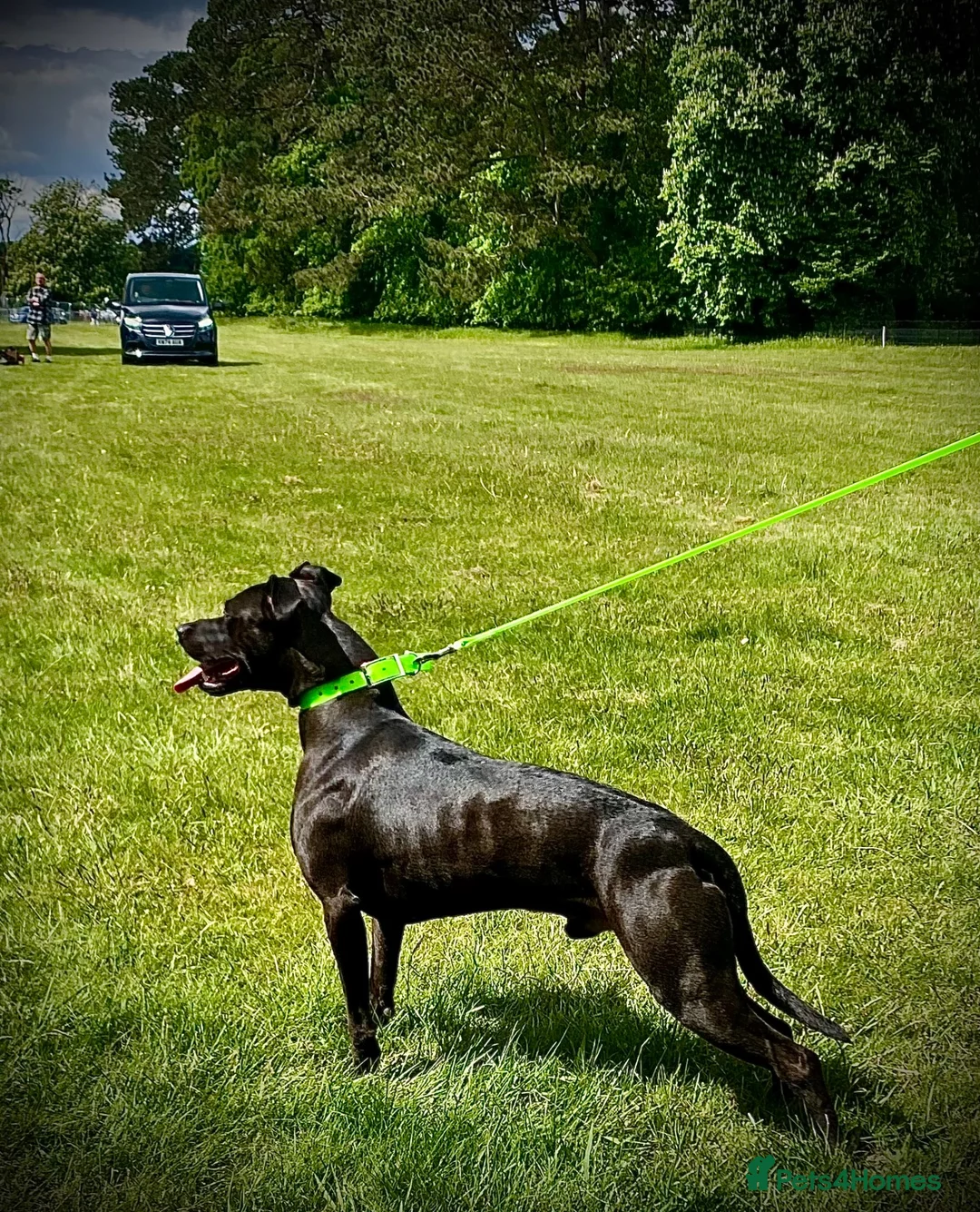Lurcher dogs for sale: Stunning pups. Beautifully bred lurchers - Advert 2