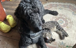 Maine Coon cats for sale: Beautiful Genie 3/4 Maine Coon entire female  - Image 6