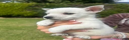 West Highland Terrier dogs for sale: West highland terrier  in Northallerton - Advert 27