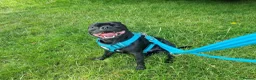 Staffordshire Bull Terrier dogs for sale: Male KC registered Staffordshire Bull Terrier - Advert 11