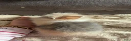 Lionhead rabbits for sale: Lionheads for sale  - Advert 5