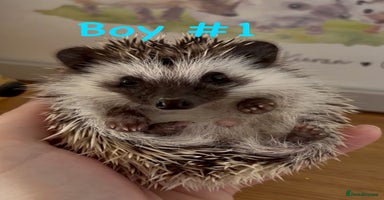Pygmy Hedgehog rodents - Advert 4