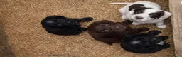 Cocker Spaniel dogs for sale: cocker spaniel puppies  - Advert 21