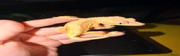 Gecko reptiles for sale: Various Crested Geckos - Advert 2
