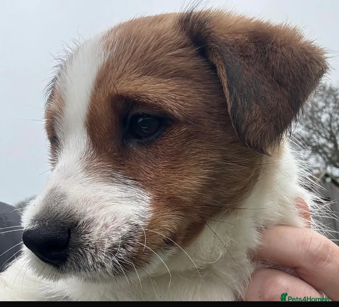 Jack Russell dogs for sale: Pedigree Jack Russell Dog Puppy  in Market Drayton - Advert 1