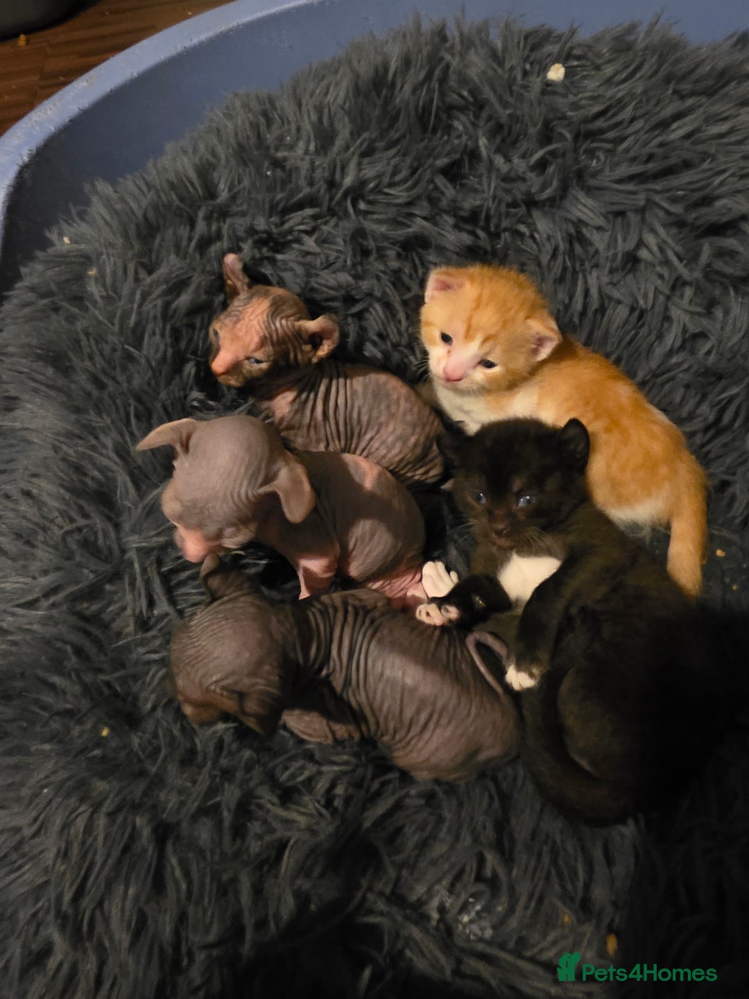 Mixed Breed cats for sale: Adorable Male Kitten – Sphynx x Devon Rex Cross - Advert 15