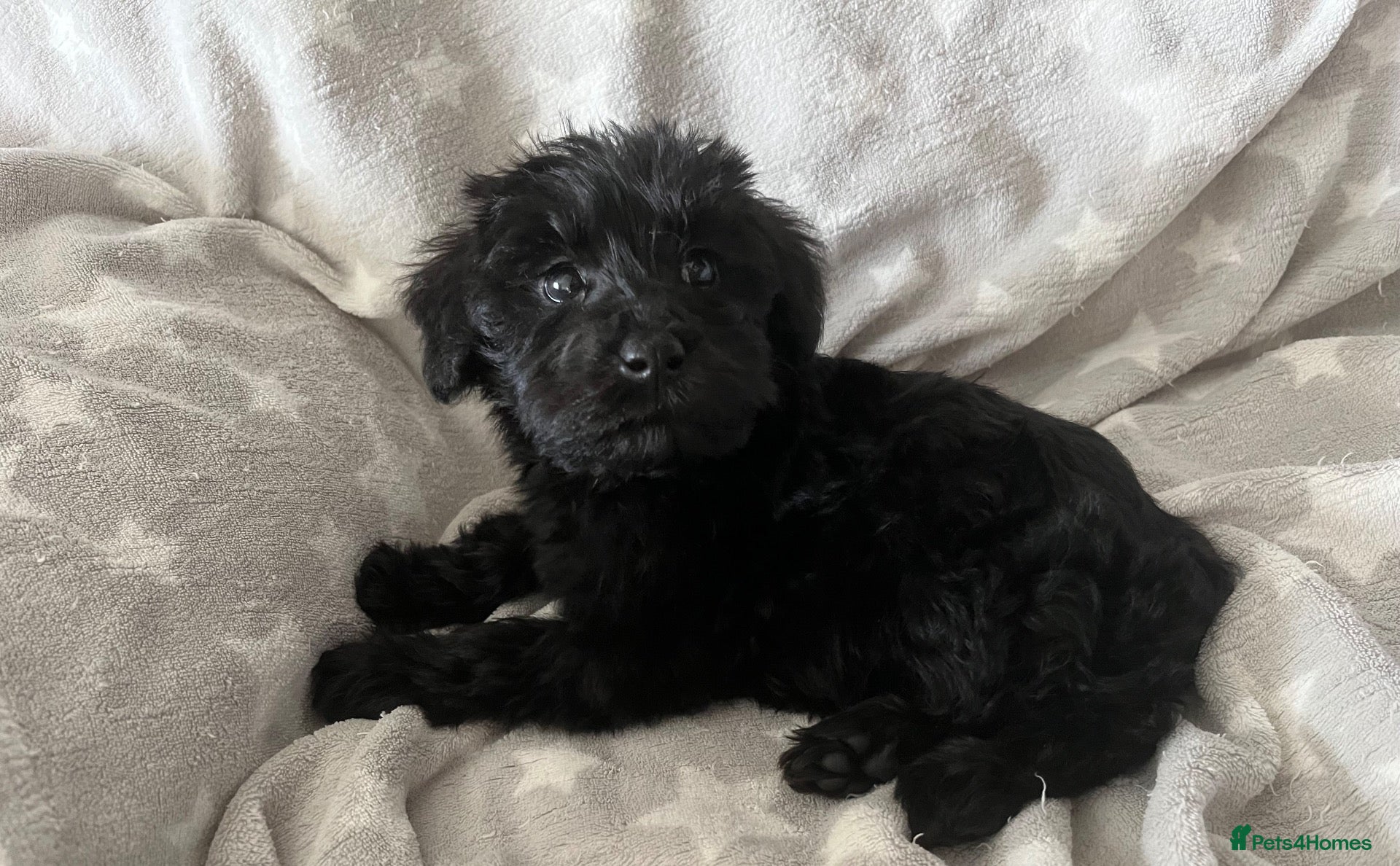 Schnoodle dogs Schnoodle pups for sale. Ready 11th October.  - Advert 1