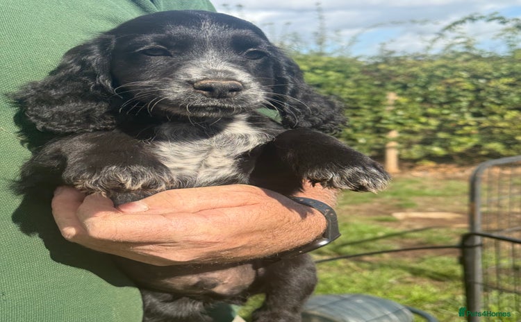 Cocker Spaniel dogs - Advert 6