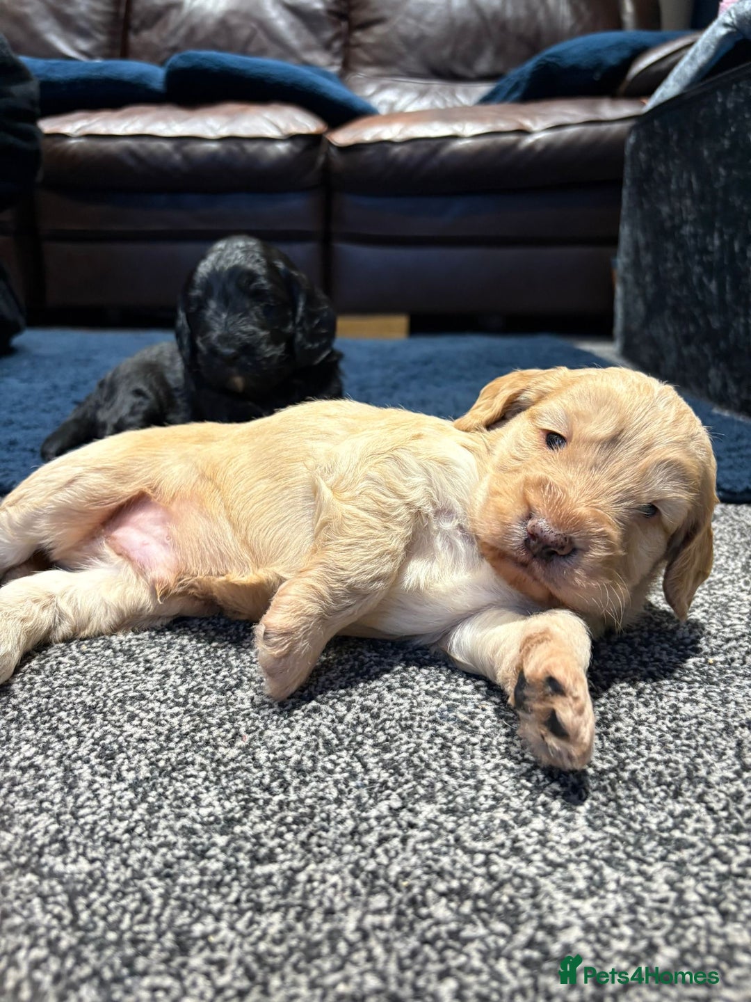 Cockapoo dogs for sale: Cockerpoo - Image 1