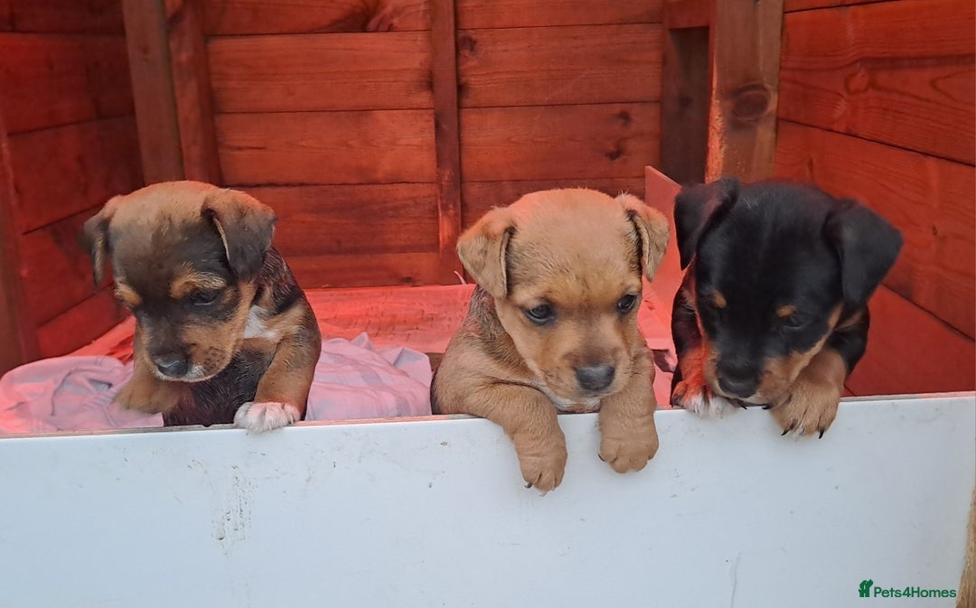 Mixed Breed dogs for sale: Border lakeland jack Russel puppies  - Image 6