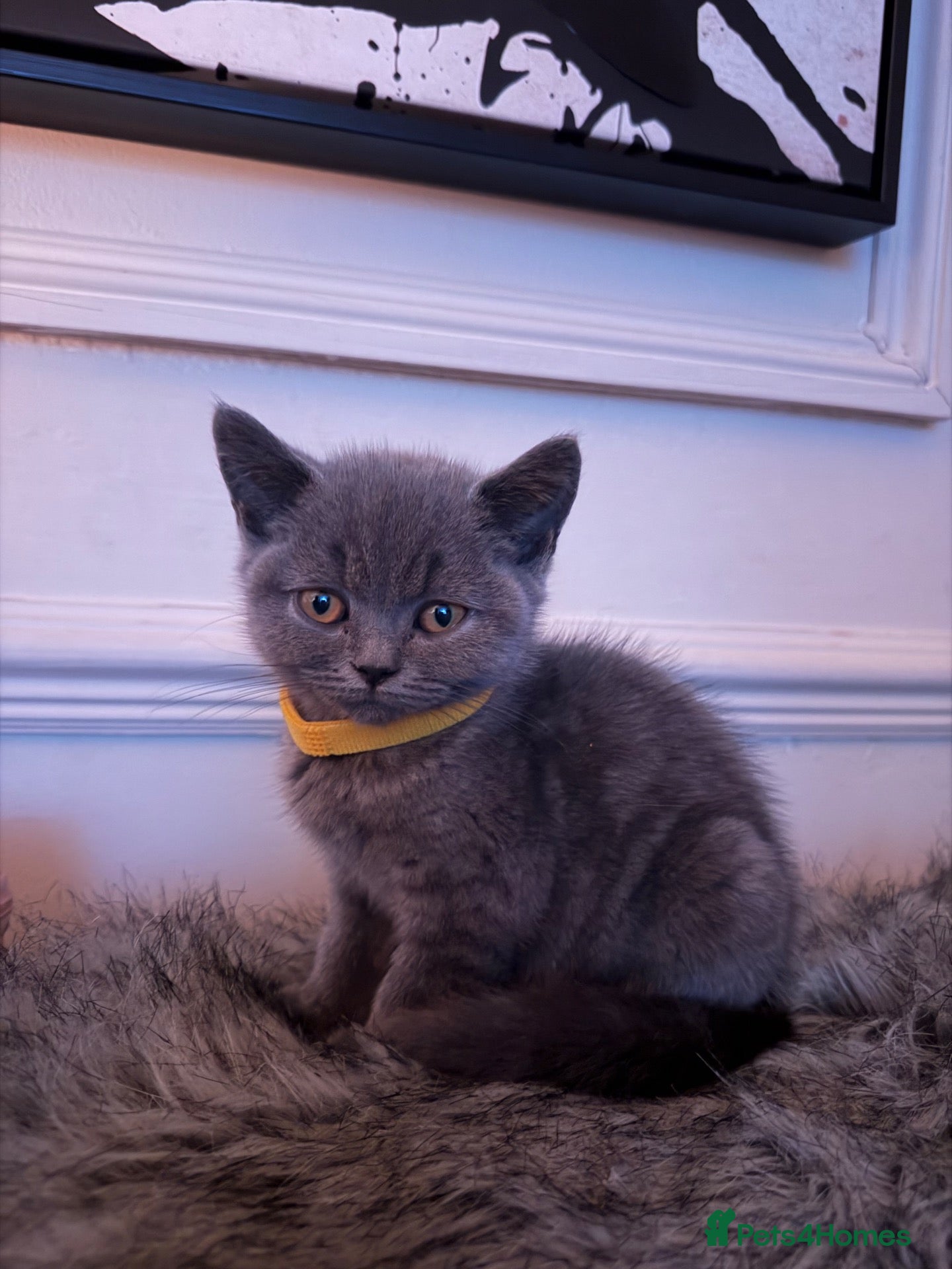 British Shorthair cats for sale: PEDIGREE British Shorthair Kittens - Advert 7