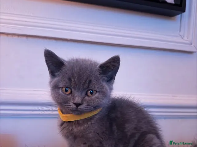 British Shorthair cats for sale: PEDIGREE British Shorthair Kittens - Advert 7