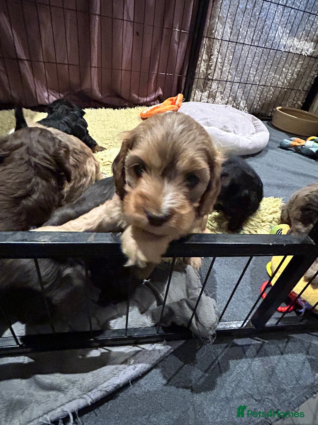 Cockapoo dogs for sale: Cockapoo puppies  - Advert 17