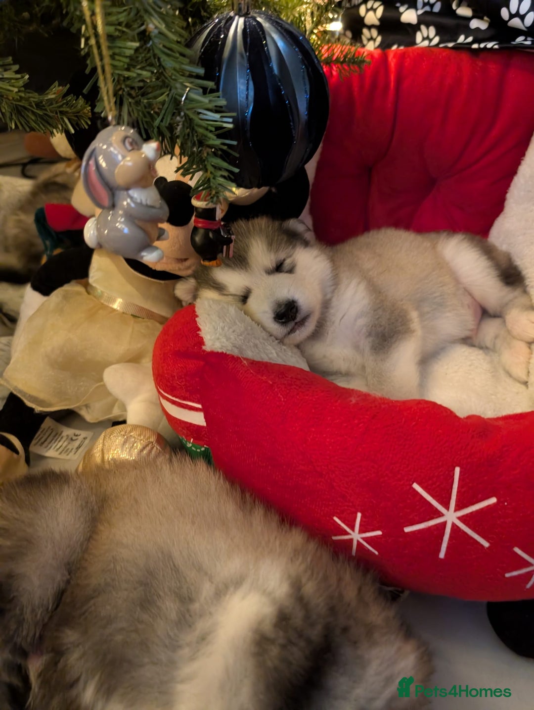 Alaskan Malamute dogs for sale: 2 left KC Alaskan malamute puppies champion lines - Advert 27