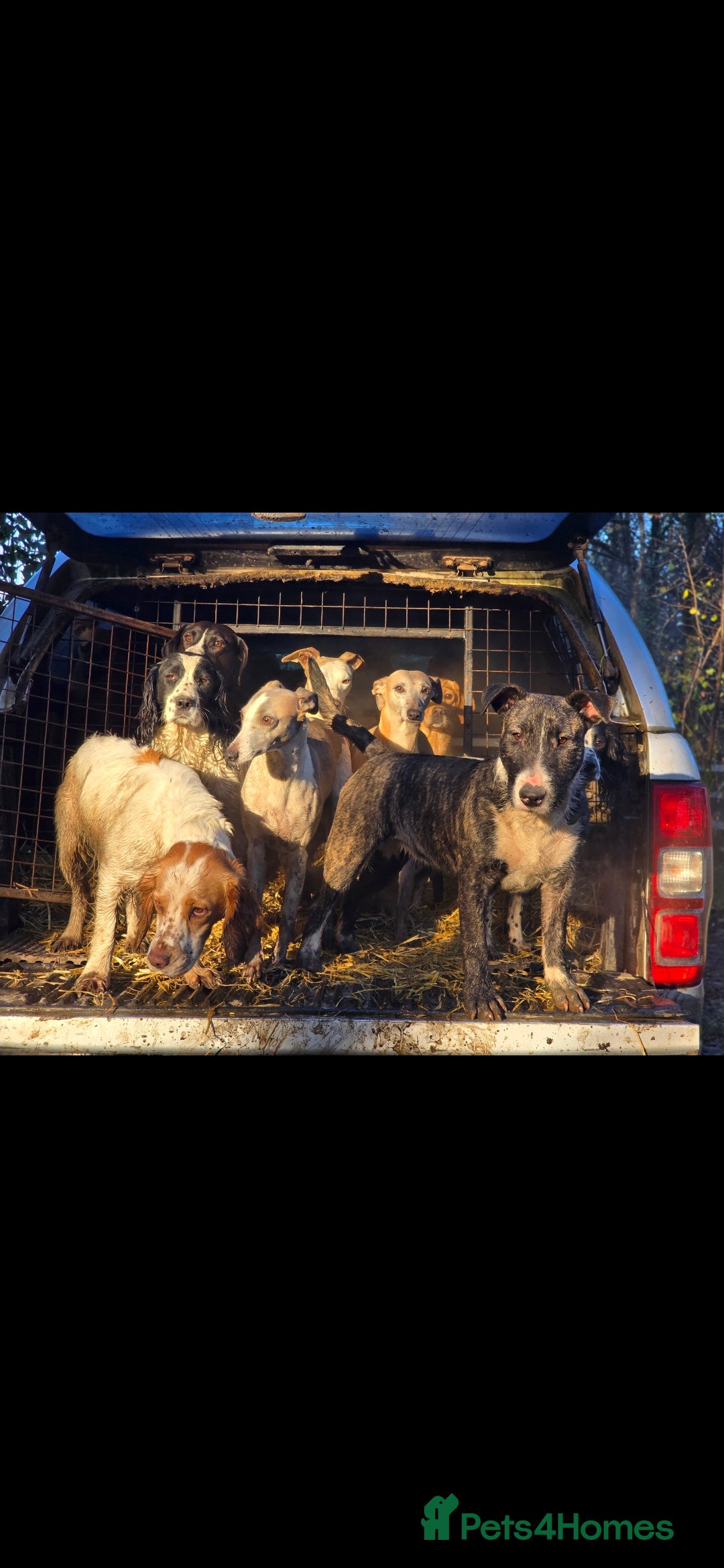 English Bull Terrier dogs for sale: Potato on legs - Advert 9