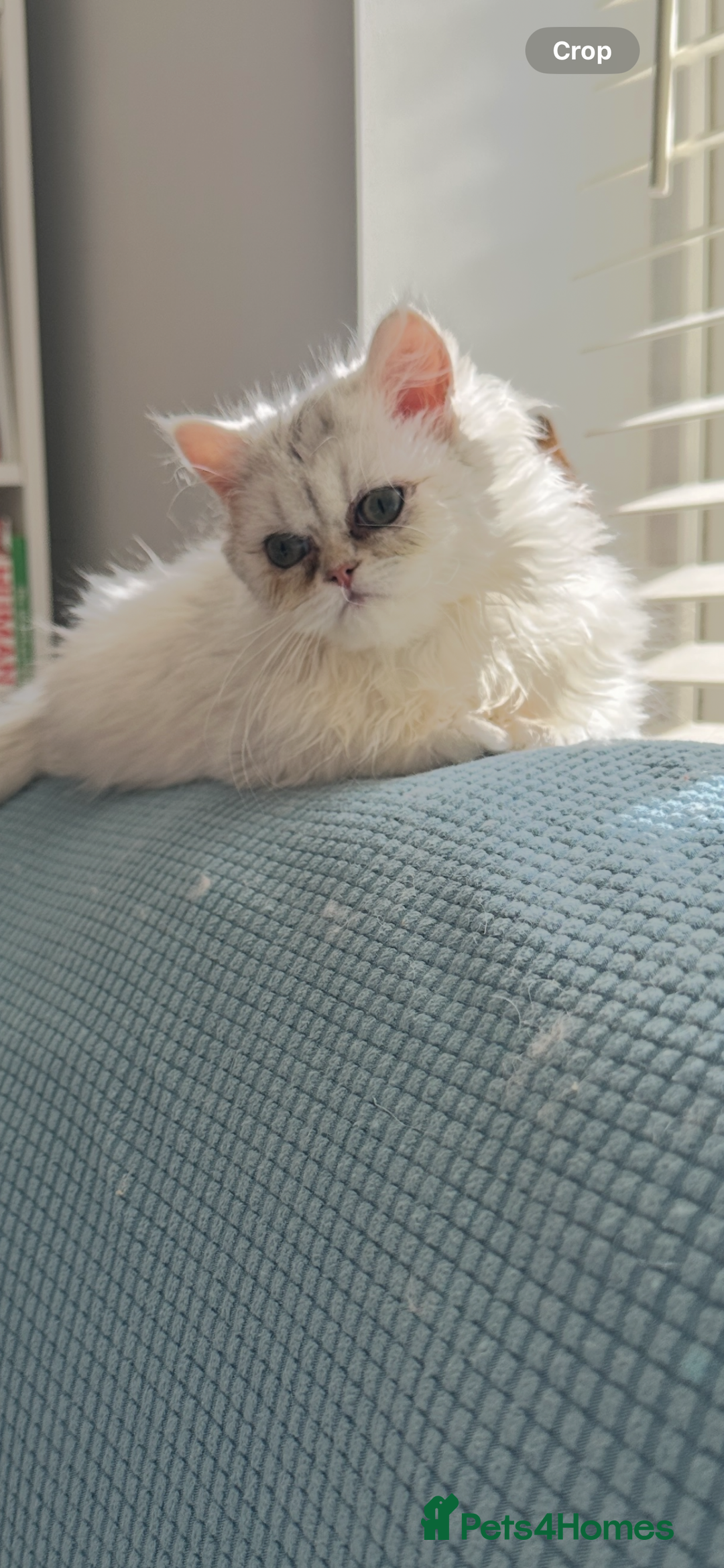 Persian cats for sale: Pure Persian Chinchilla kittens - Image 18