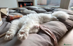 Mixed Breed cats for adoption: BLANCO - GREEN EYES -AFFECTIONATE 6M Neutered  - Image 10