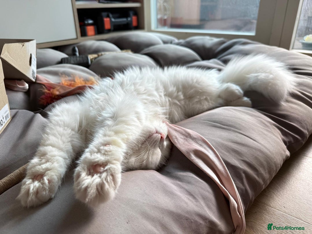Mixed Breed cats for adoption: BLANCO - GREEN EYES -AFFECTIONATE 6M Neutered  - Image 10