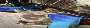 Dachshund 4