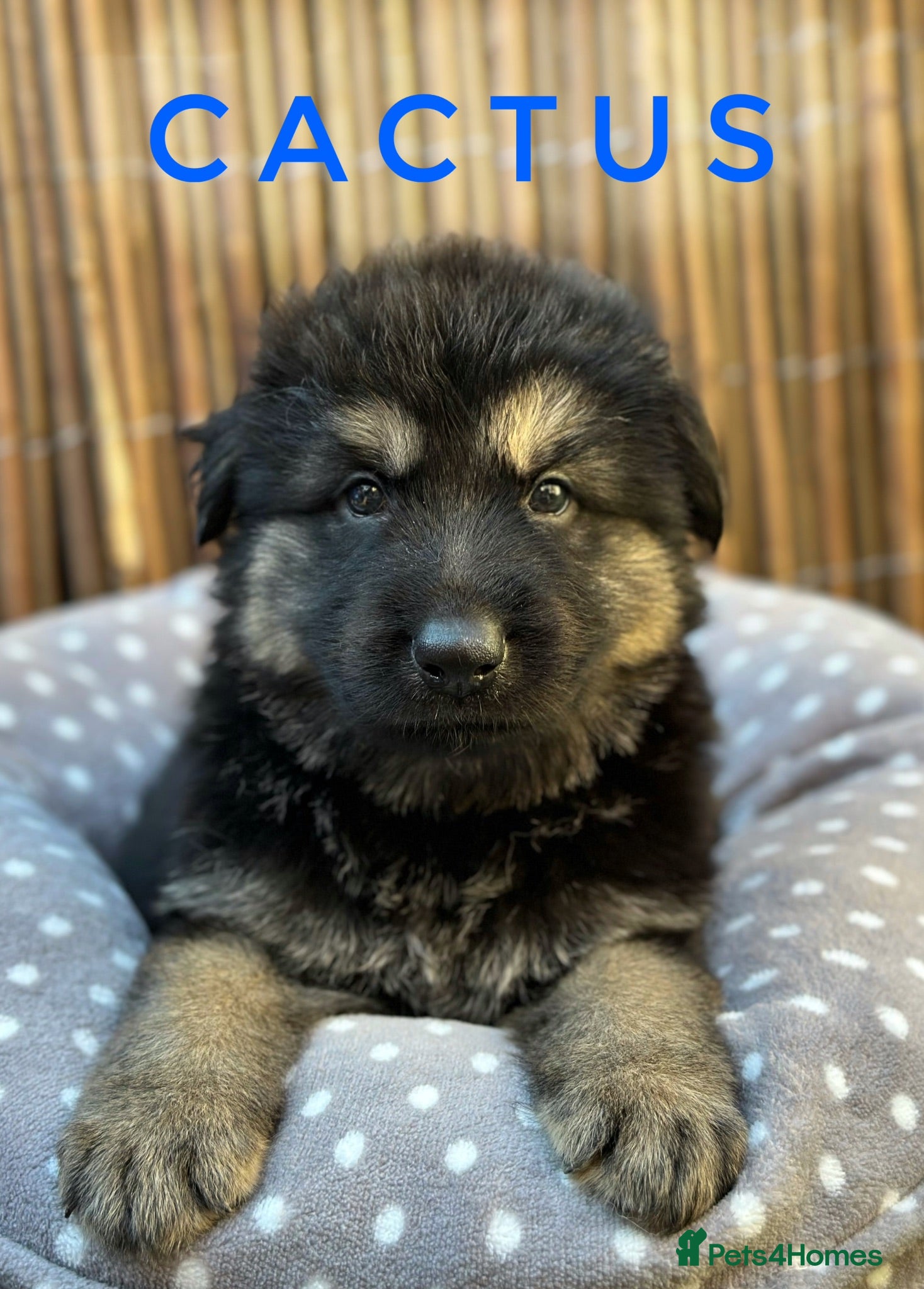 German Shepherd dogs Fully Health Tested, KC registered GSD puppies due - Advert 14