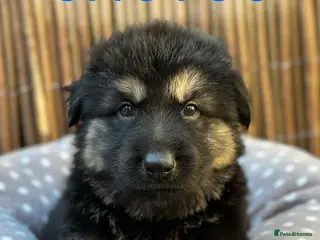 German Shepherd dogs Fully Health Tested, KC registered GSD puppies due - Advert 14