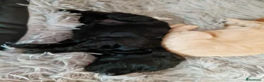 Black Boy 