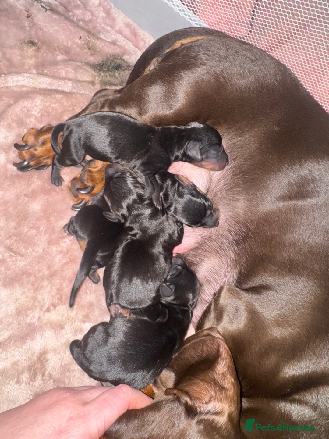 Dachshund dogs for sale: BEAUTIFUL DACHSHUNDS FUR BABIES!  - Advert 4