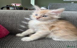 Maine Coon cats for sale: Xl Beautiful Mainecoon kittens for sale - Image 4