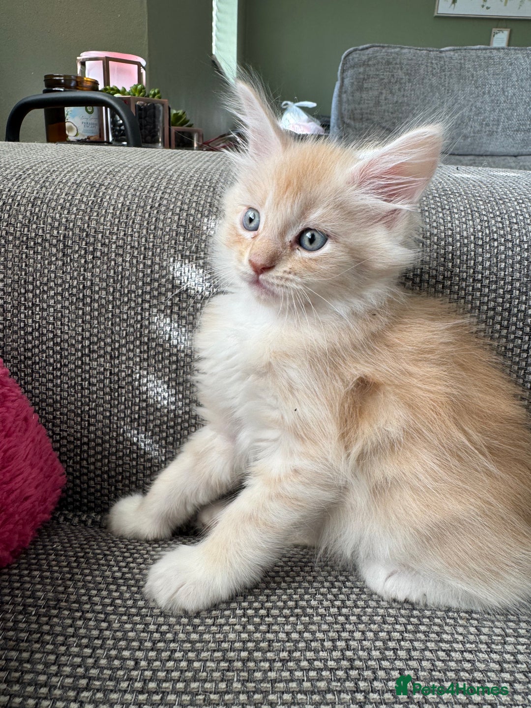 Maine Coon cats for sale: Xl Beautiful Mainecoon kittens for sale - Image 4