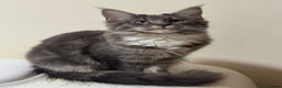 Maine Coon cats for sale: Price reduced   PEDIGREE MAINECOON KITTENS  - Advert 6
