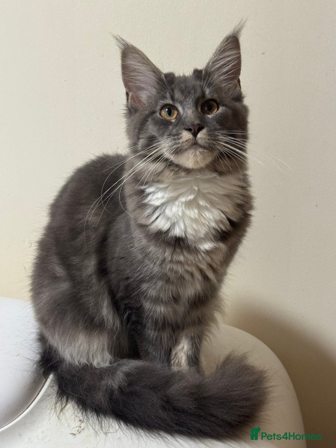Maine Coon cats for sale: Price reduced   PEDIGREE MAINECOON KITTENS  - Image 6