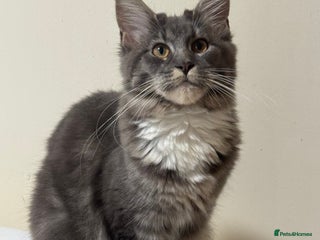 Maine Coon cats - Advert 12