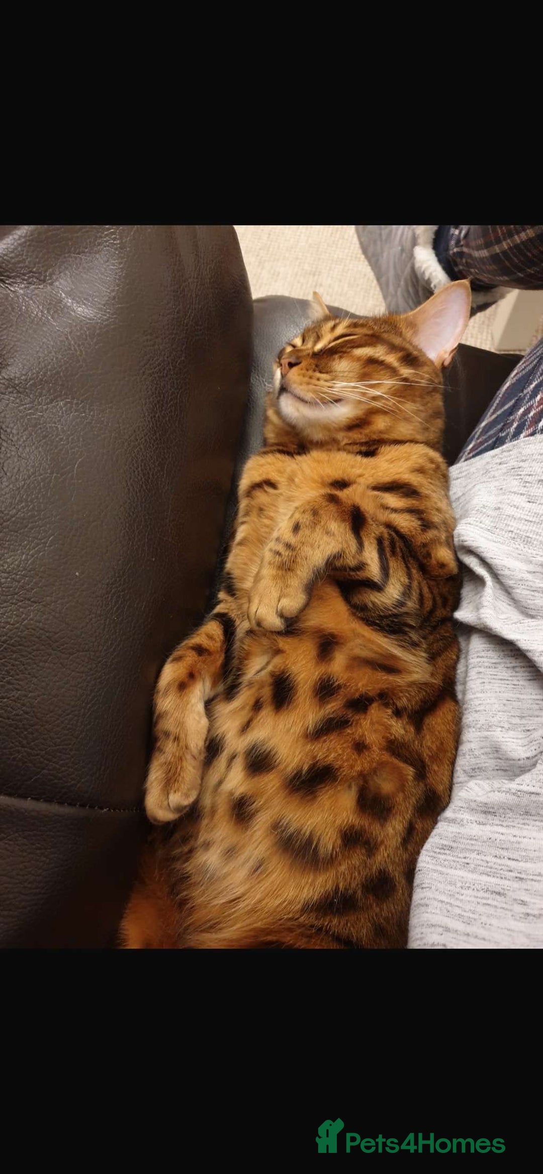 Bengal cats for sale: Bengal cat  - Image 2