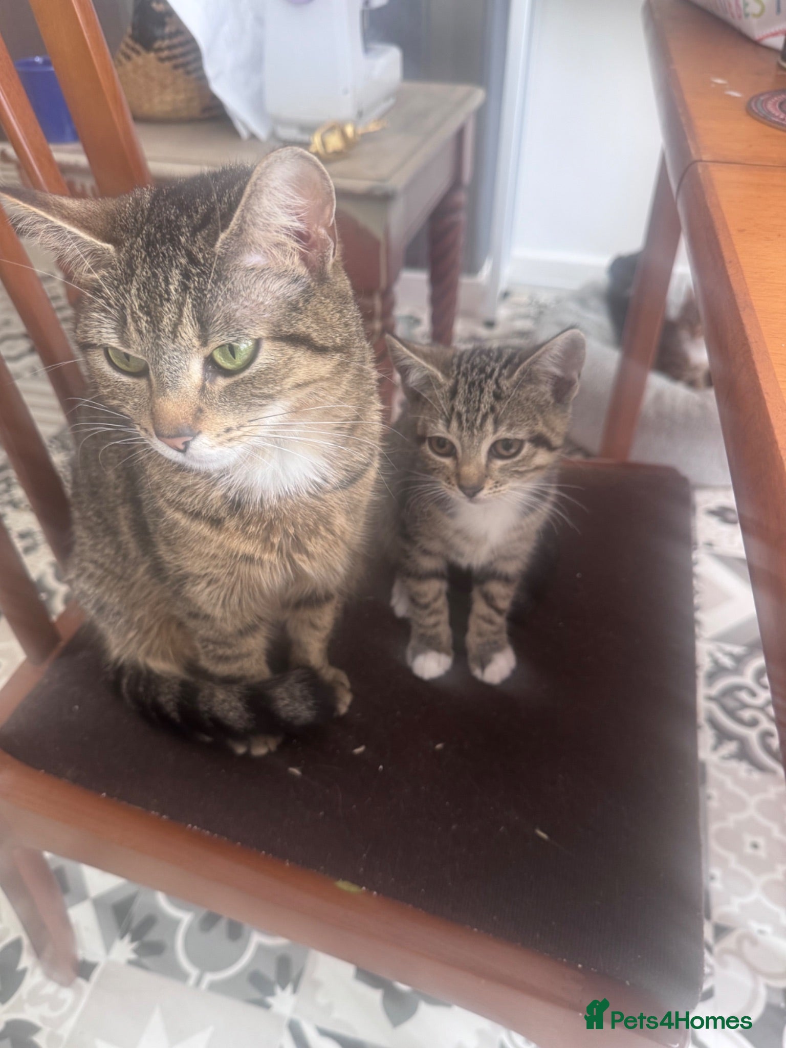 Mixed Breed cats Kittens  - Advert 7